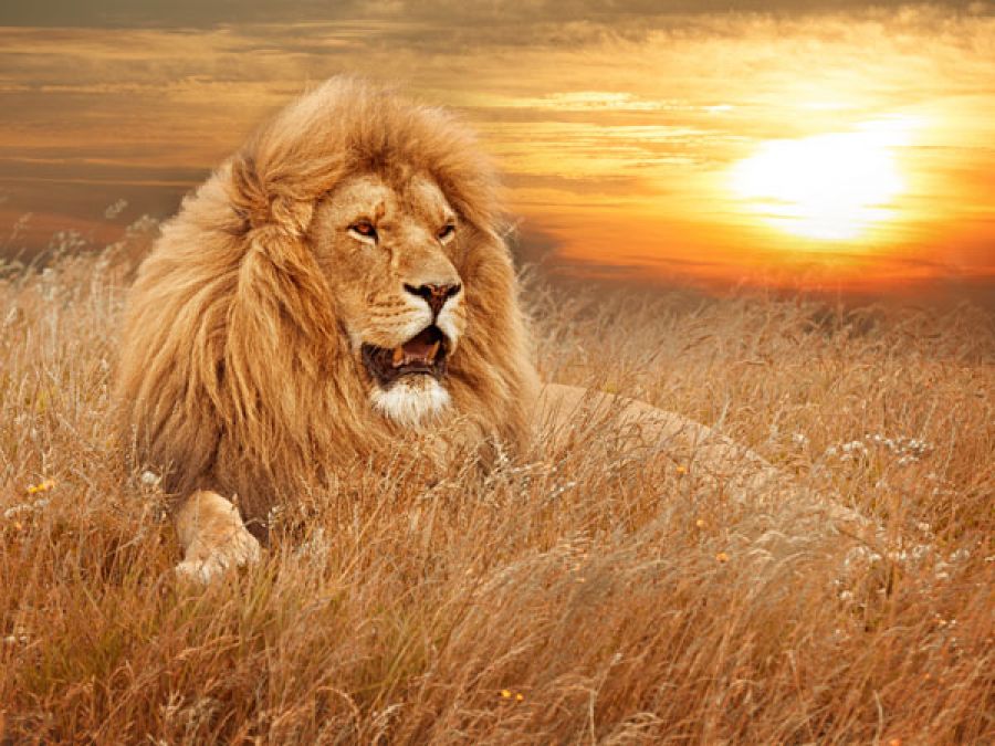 דניאל בגוב האריות